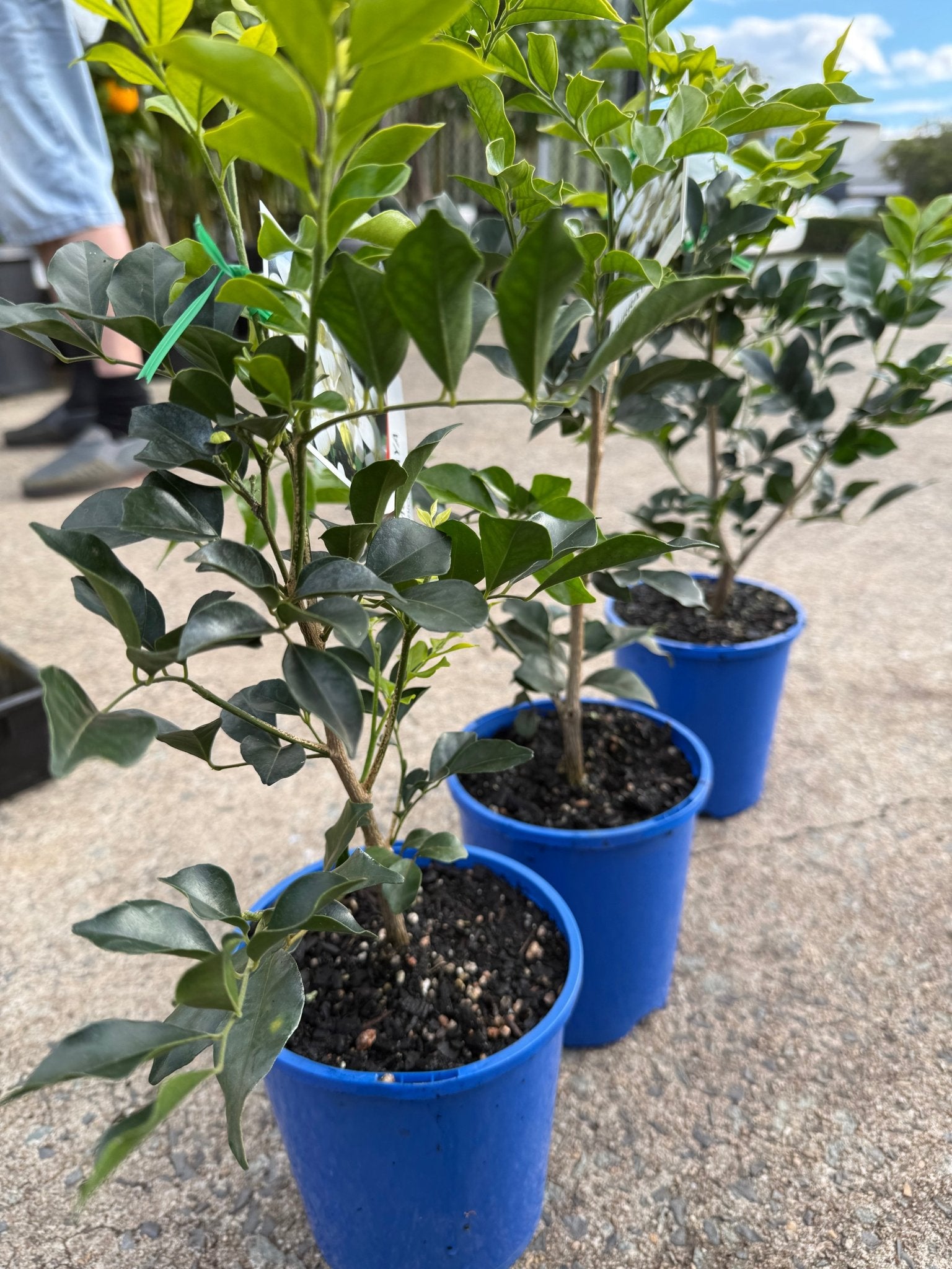 Mock Orange (Murraya paniculata) - Ladybird Nursery