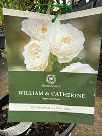 Rose 'William and Catherine' (David Austin) - Ladybird Nursery