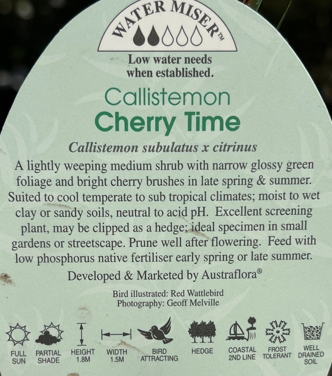 Bottlebrush 'Cherry Time' (Callistemon) - Large - Ladybird Nursery