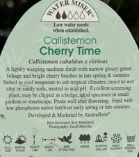 Bottlebrush 'Cherry Time' (Callistemon) - Large - Ladybird Nursery