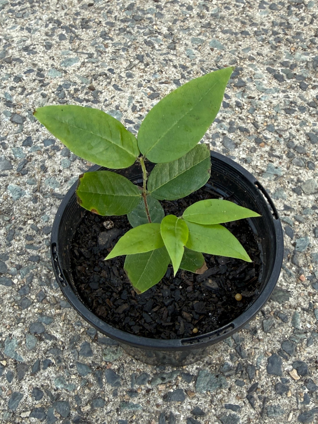 Jaboticaba 'White' (Plinia aureana) - Ladybird Nursery