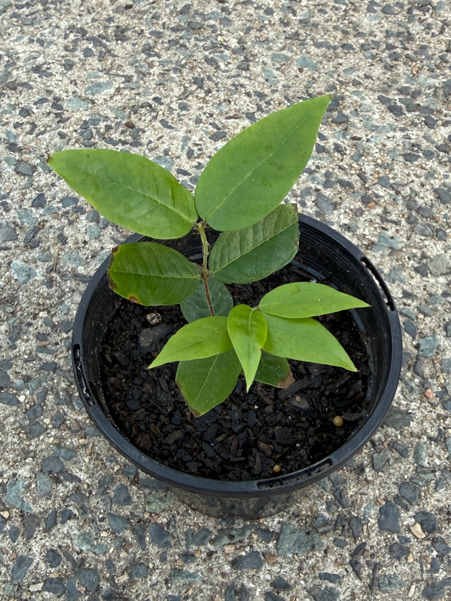Jaboticaba 'White' (Plinia aureana) - Ladybird Nursery