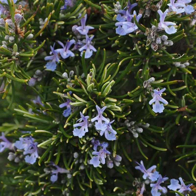 Rosemary Roman Beauty (Rosmarinus officinalis)
