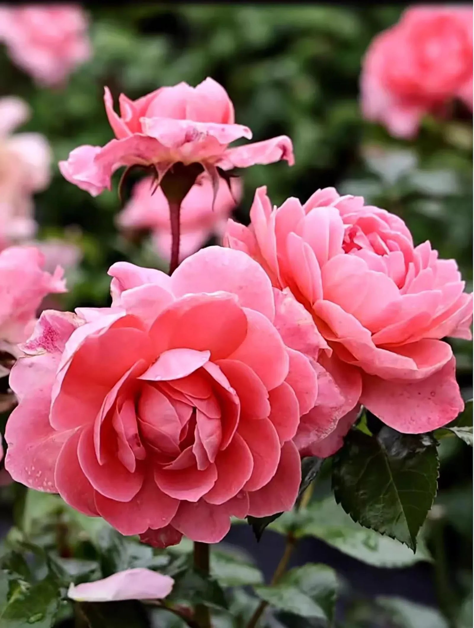 Rosa Terrazza® Fragrance King (Rosa) - Ladybird Nursery