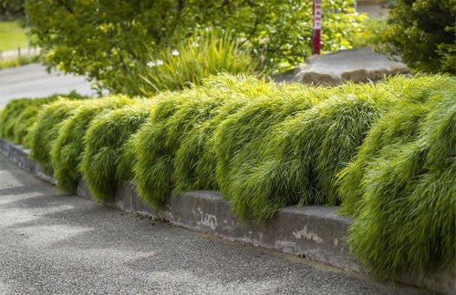 Acacia 'Limelight' (Acacia cognata) - Ladybird Nursery