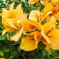 Bougainvillea Golden Dragon (Bougainvillea glabra) - Ladybird Nursery