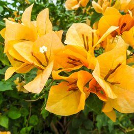 Bougainvillea Golden Dragon (Bougainvillea glabra) - Ladybird Nursery