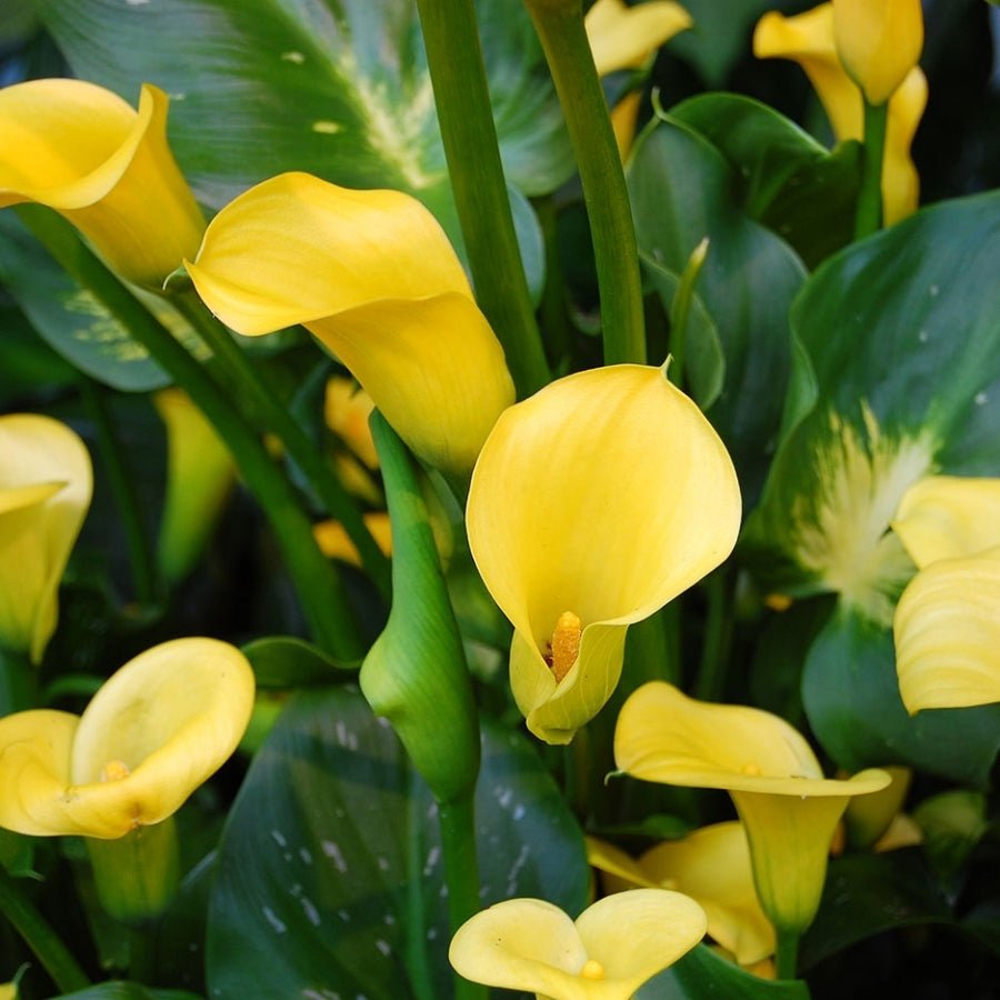 Calla Lily (Zantedeschia aethiopica) - Ladybird Nursery