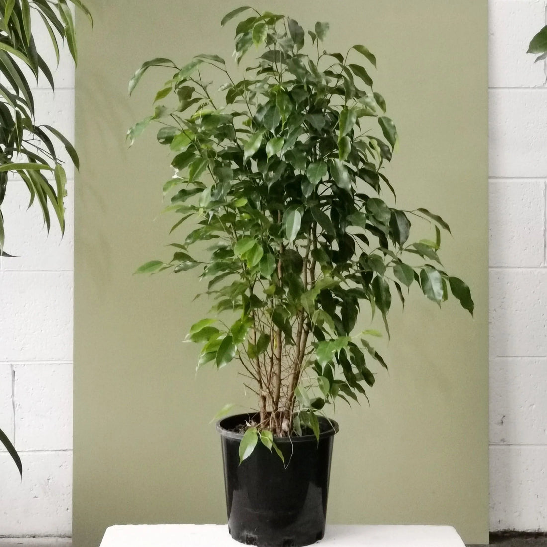 Exotica Weeping Fig (Ficus benjamina) - Ladybird Nursery