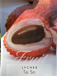 Lychee 'Tai So' 250mm (PICK UP ONLY) - Ladybird Nursery