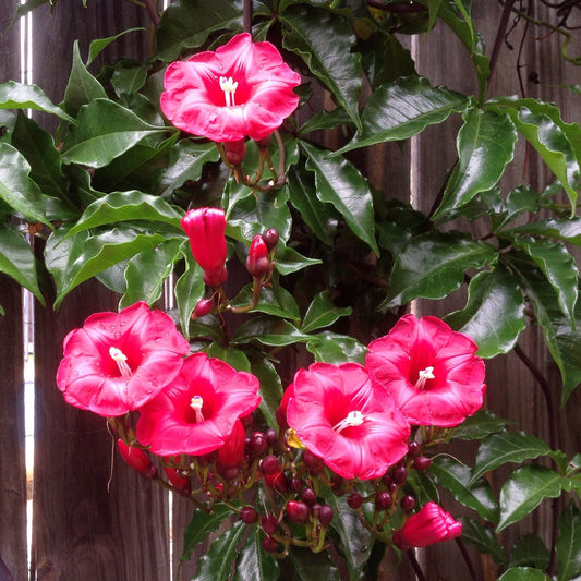 Cardinal Creeper (Ipomoea horsfalliae) - Ladybird Nursery