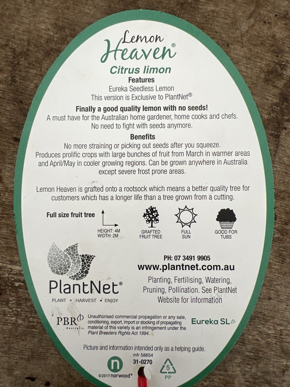 Lemon Eureka Seedless 300mm PICK UP ONLY - Ladybird Nursery