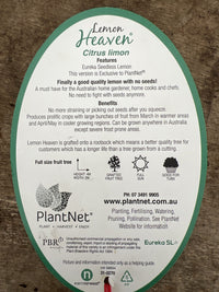 Lemon Eureka Seedless 300mm PICK UP ONLY