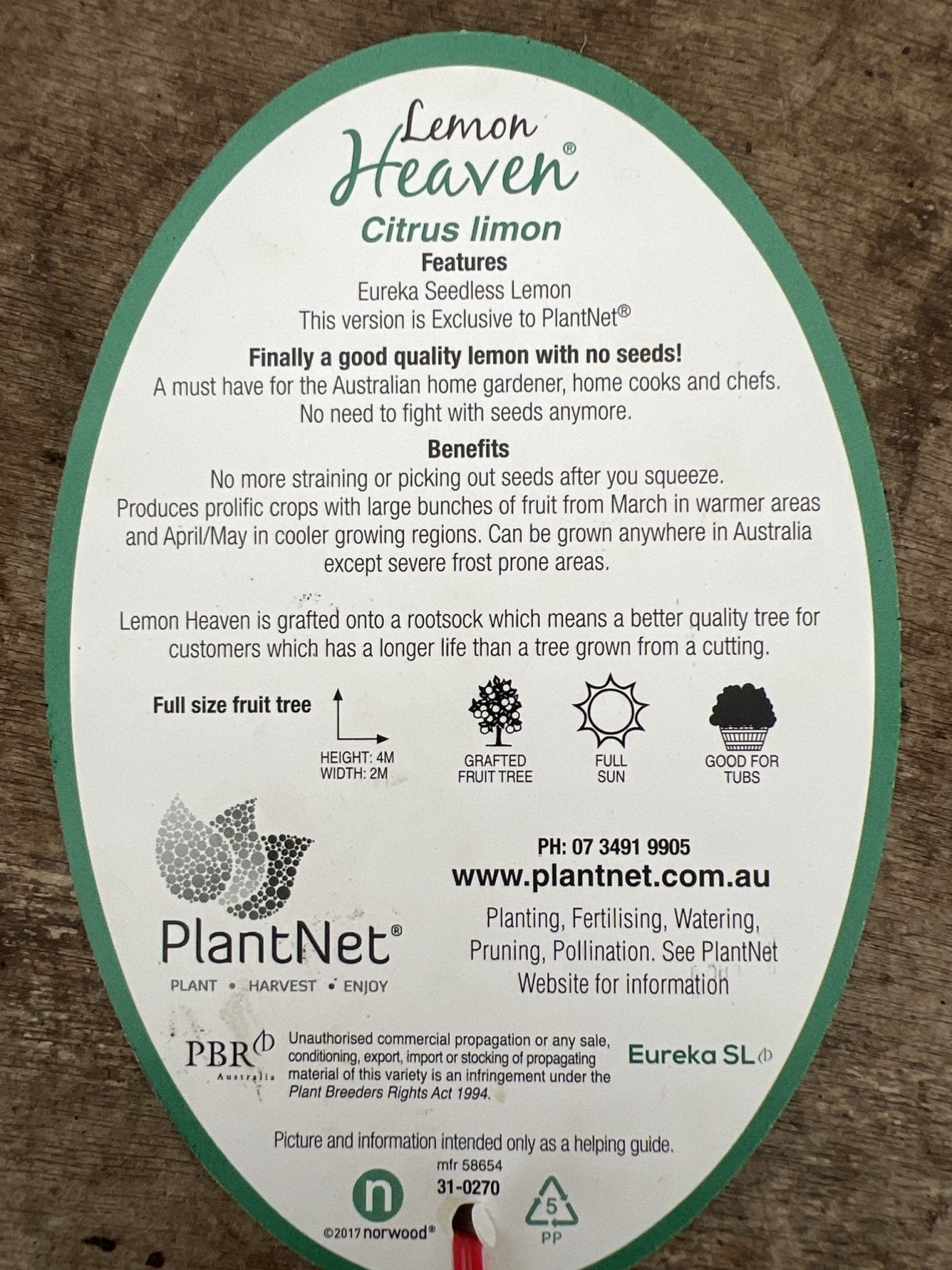 Lemon Eureka Seedless 300mm PICK UP ONLY - Ladybird Nursery