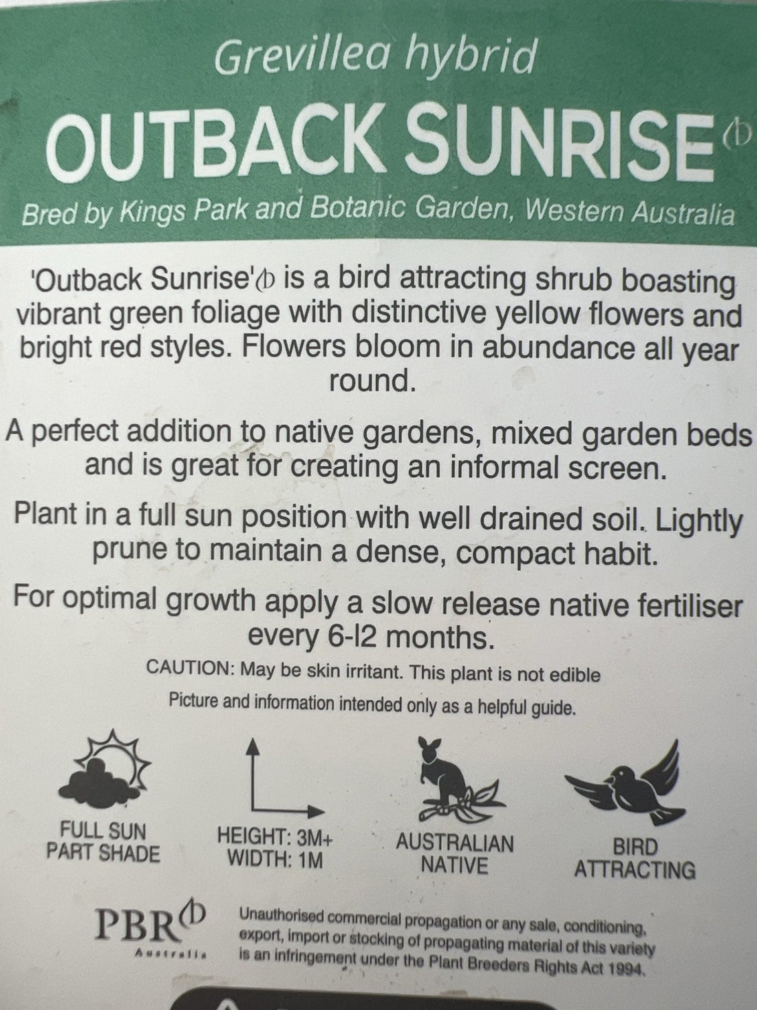 Grevillea Outback Sunrise 140mm - Ladybird Nursery