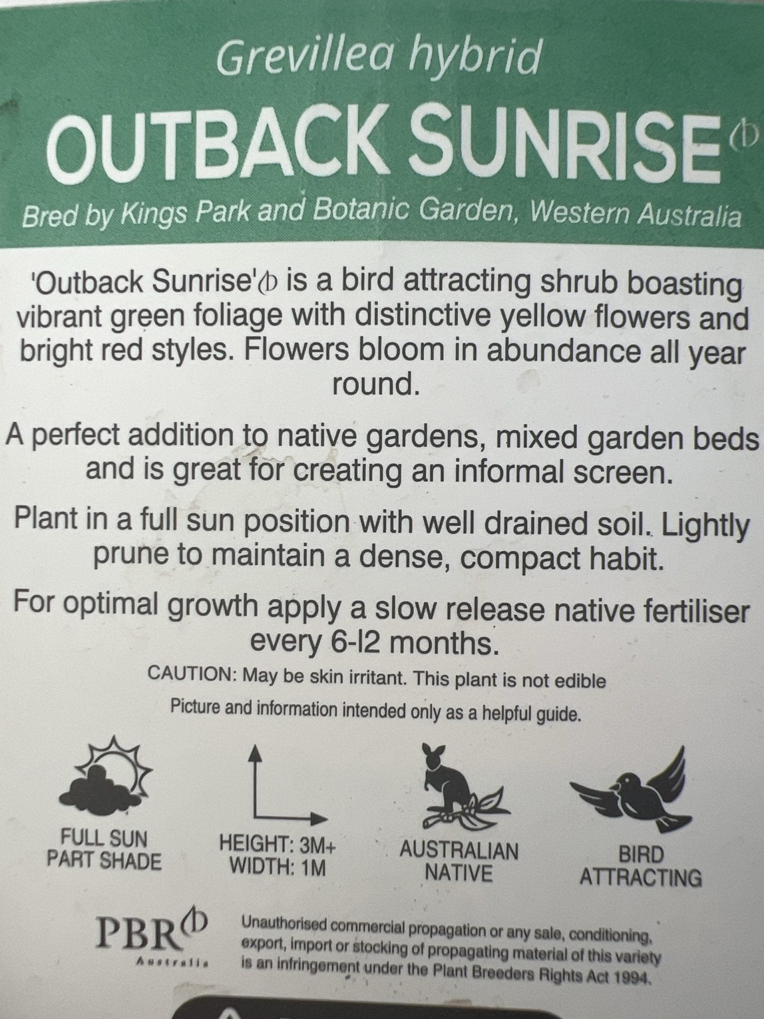 Grevillea Outback Sunrise 140mm - Ladybird Nursery