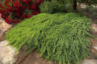 Japanese Juniper Lutchuensis (Juniperus taxifolia)