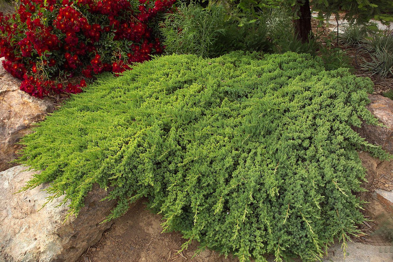 Japanese Juniper Lutchuensis (Juniperus taxifolia) - Ladybird Nursery