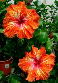 Hibiscus Lady Cilento (Hibiscus rosa - sinensis) - Ladybird Nursery