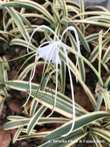 Spider Lily variegata (Hymenocallis littoralis)