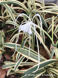 Spider Lily variegata (Hymenocallis littoralis) - Ladybird Nursery