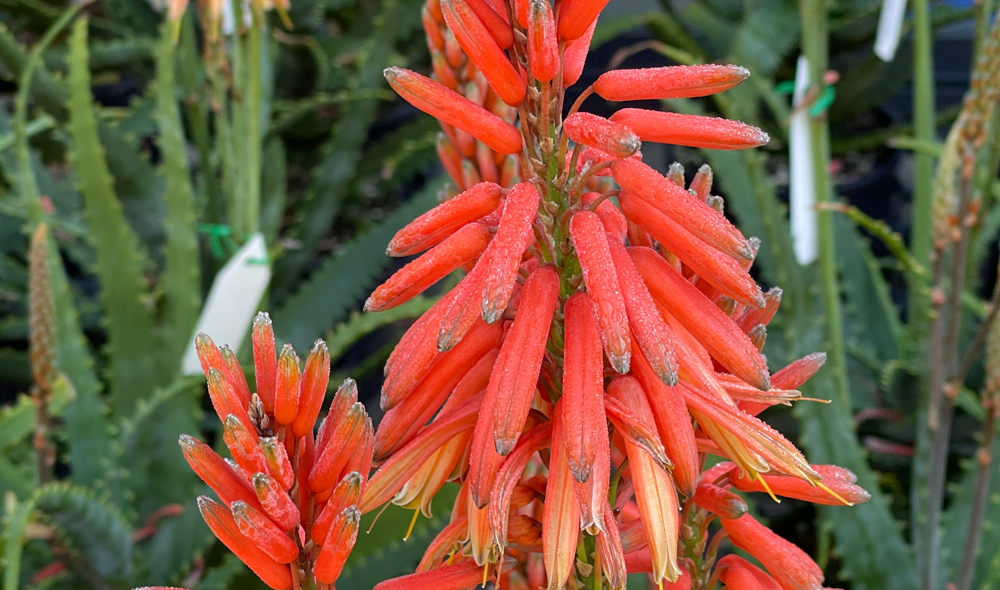 Aloe Vera Warm Welcome