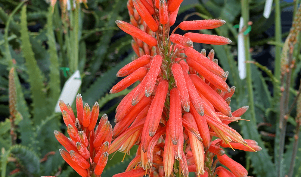 Aloe Vera Warm Welcome - Ladybird Nursery