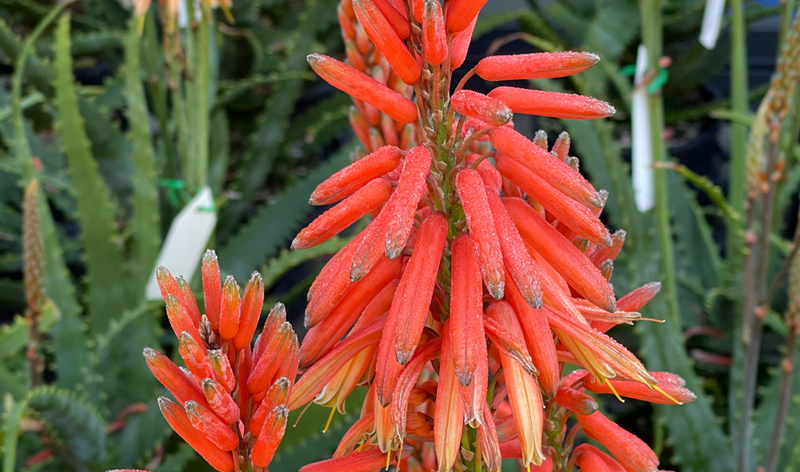 Aloe Vera Warm Welcome