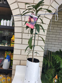 Dwarf Strawberry Mango (Sensation)