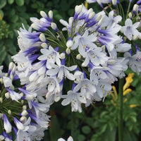 Agapanthus 'Queen Mum' - Large