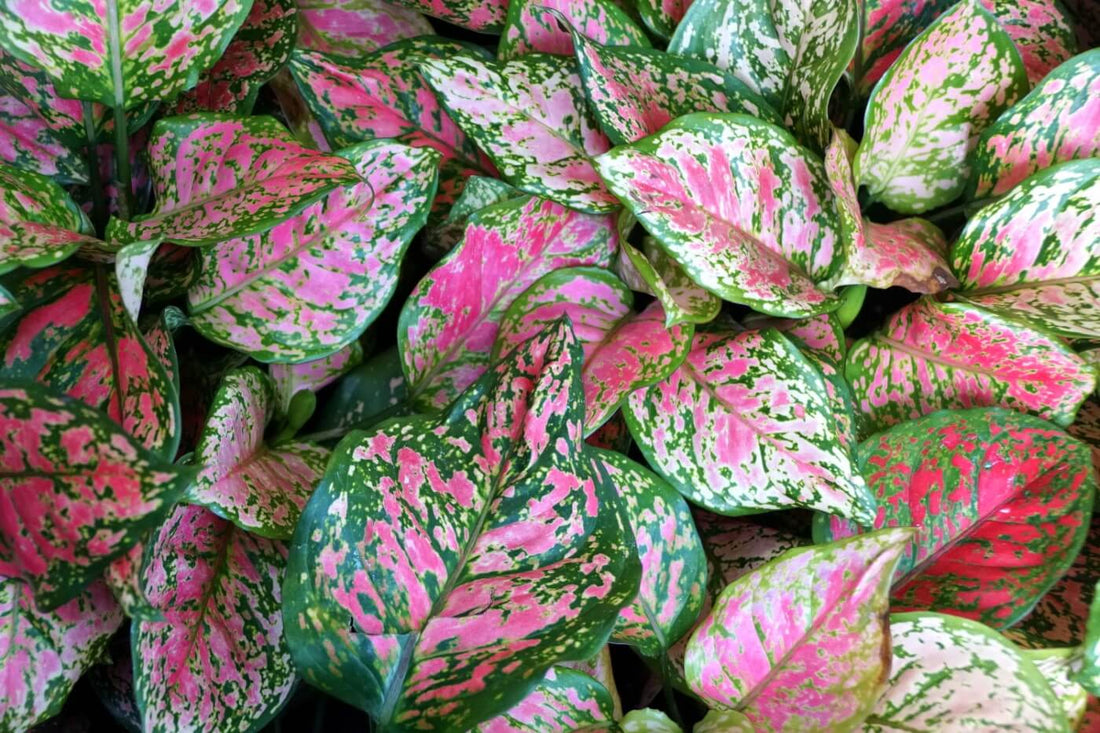 Aglaonema Shade or Indoor Plant - Ladybird Nursery