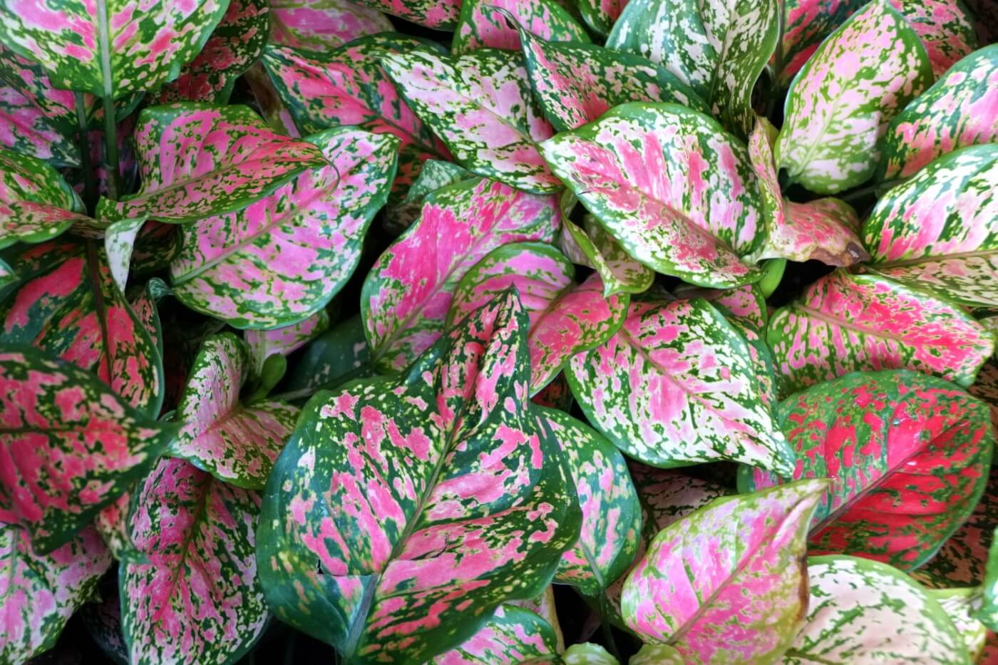 Aglaonema Shade or Indoor Plant - Ladybird Nursery