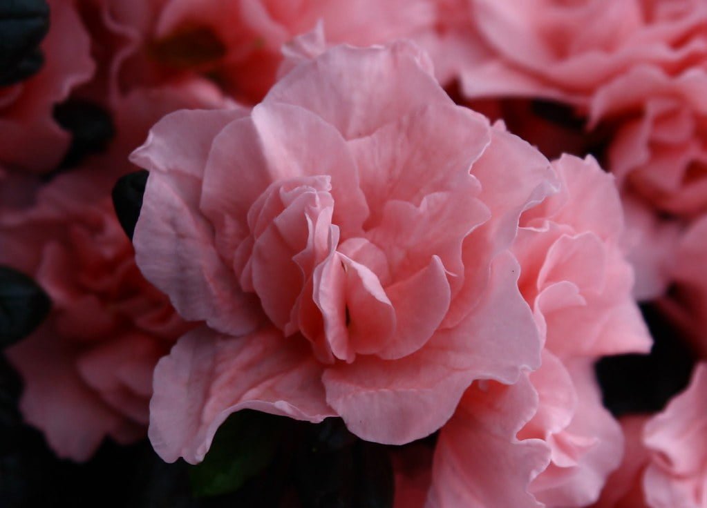 Azalea Christina Matton - Ladybird Nursery