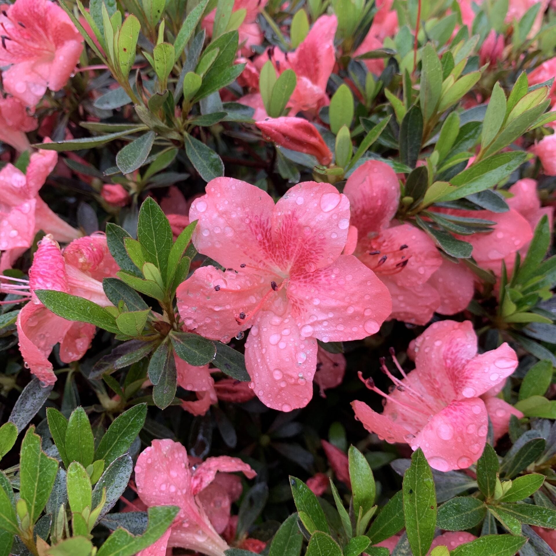 Azalea Nice Surpise - Ladybird Nursery