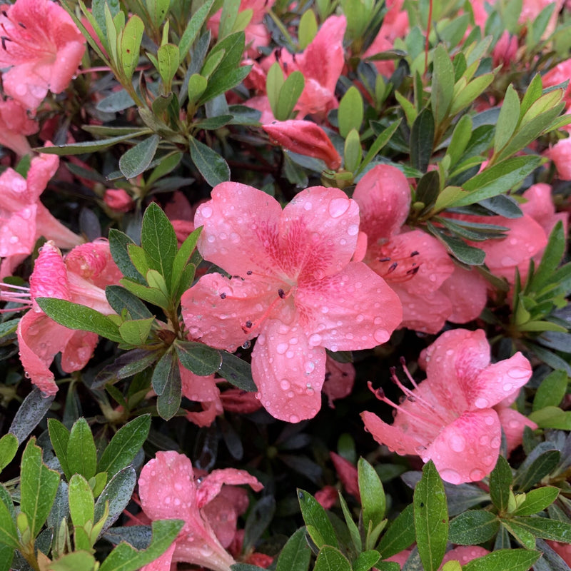 Azalea Nice Surpise