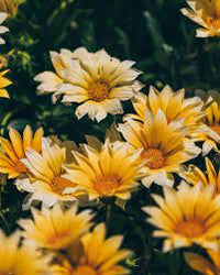 Gazania Zanya