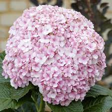Hydrangea Avantgarde