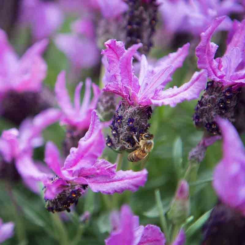 Lavender The Queen 200mm - Ladybird Nursery