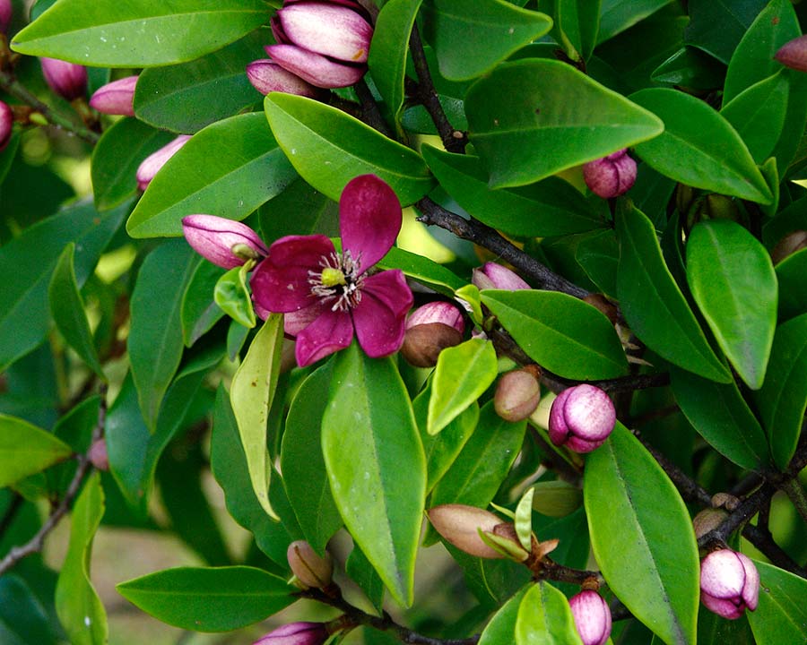 Michelia Figo 200mm - Ladybird Nursery