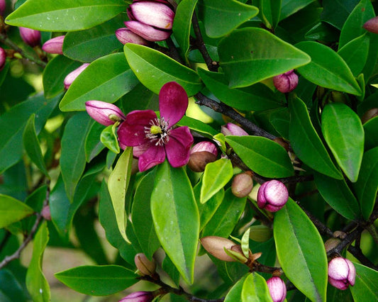 Michelia Figo 200mm - Ladybird Nursery