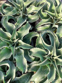 Mungave Falling Waters