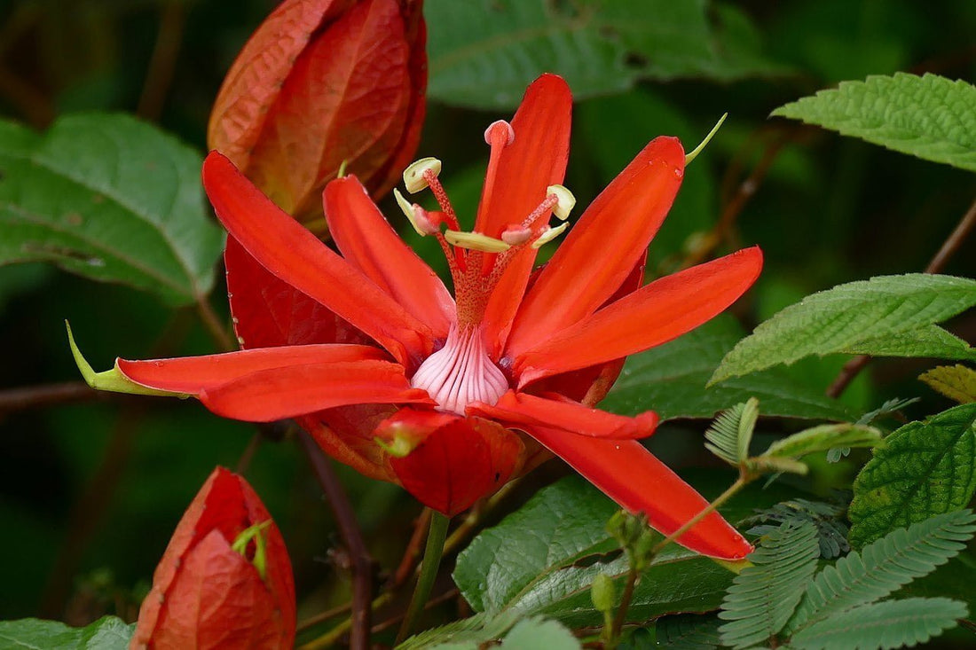 Passiflora Coccinea (Red Passionflower) - Ladybird Nursery
