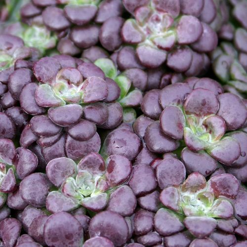 Sedum 'Purple Blob' - Ladybird Nursery