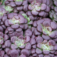 Sedum 'Purple Blob'