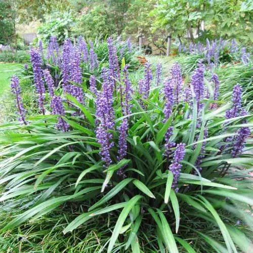 Liriope 'Evergreen Giant' (Liriope muscari) - Ladybird Nursery