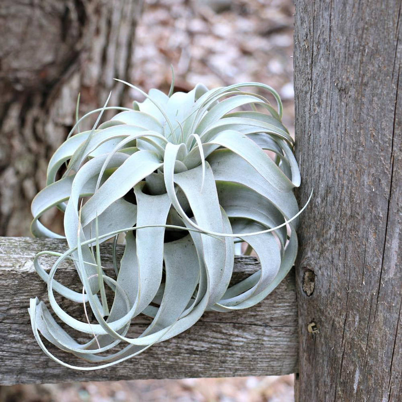 Tillandsia Xerographica (Air Plant)