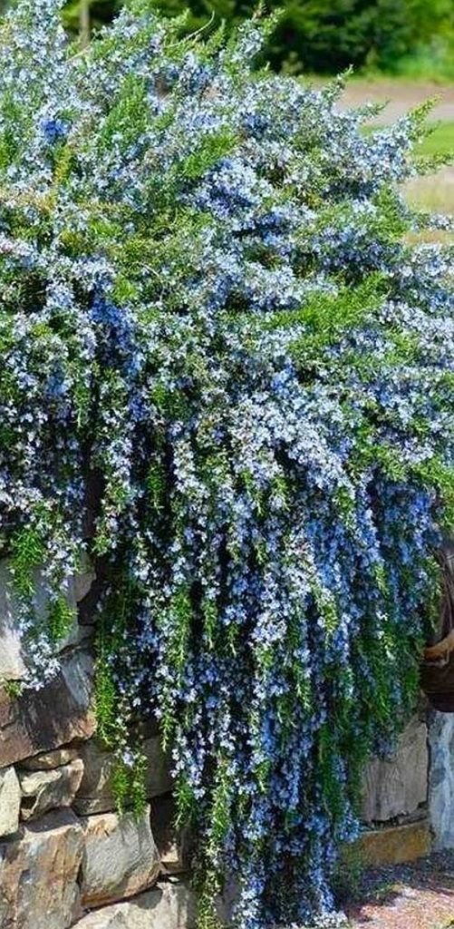 Rosemary Prostratus 140mm Pot (Rosmarinus officinalis)