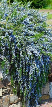 Prostrate Rosemary (Rosmarinus officinalis prostratus) 140mm pots - Ladybird Nursery