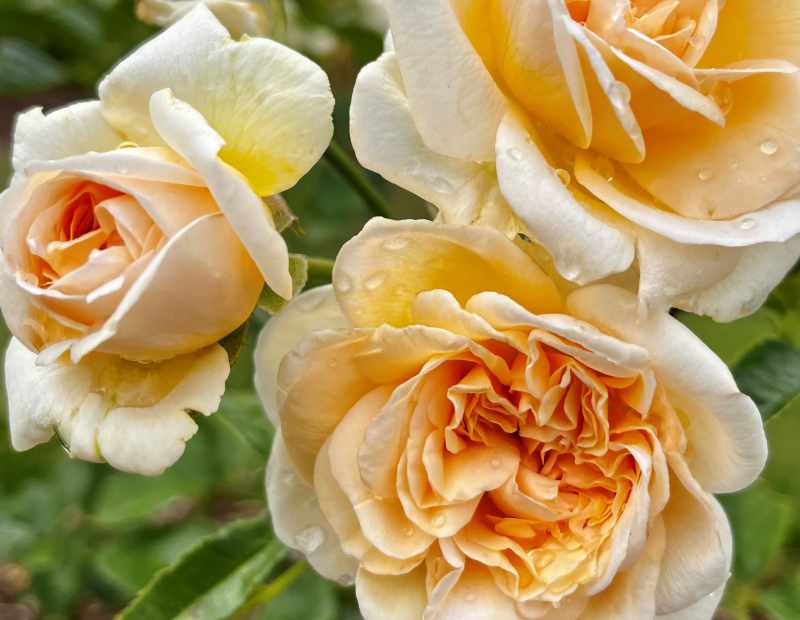 Rose Showpiece™ Champagne (Rosa)