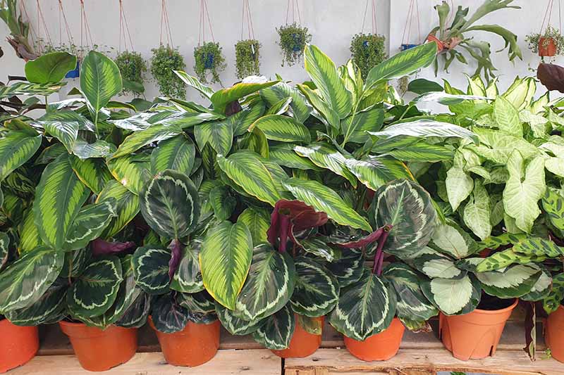 Prayer Plant (Calathea Assorted) - Ladybird Nursery